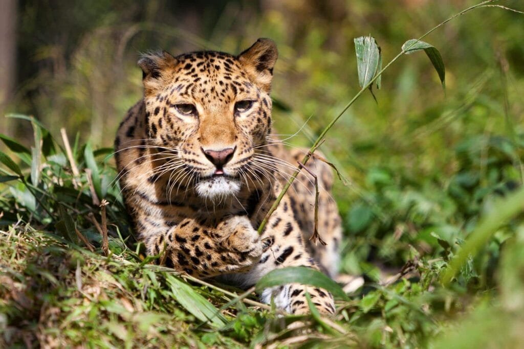 Khao Sok National Park - Leopard.