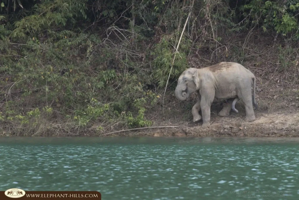 Khao Sok National Park Wild Elephant
