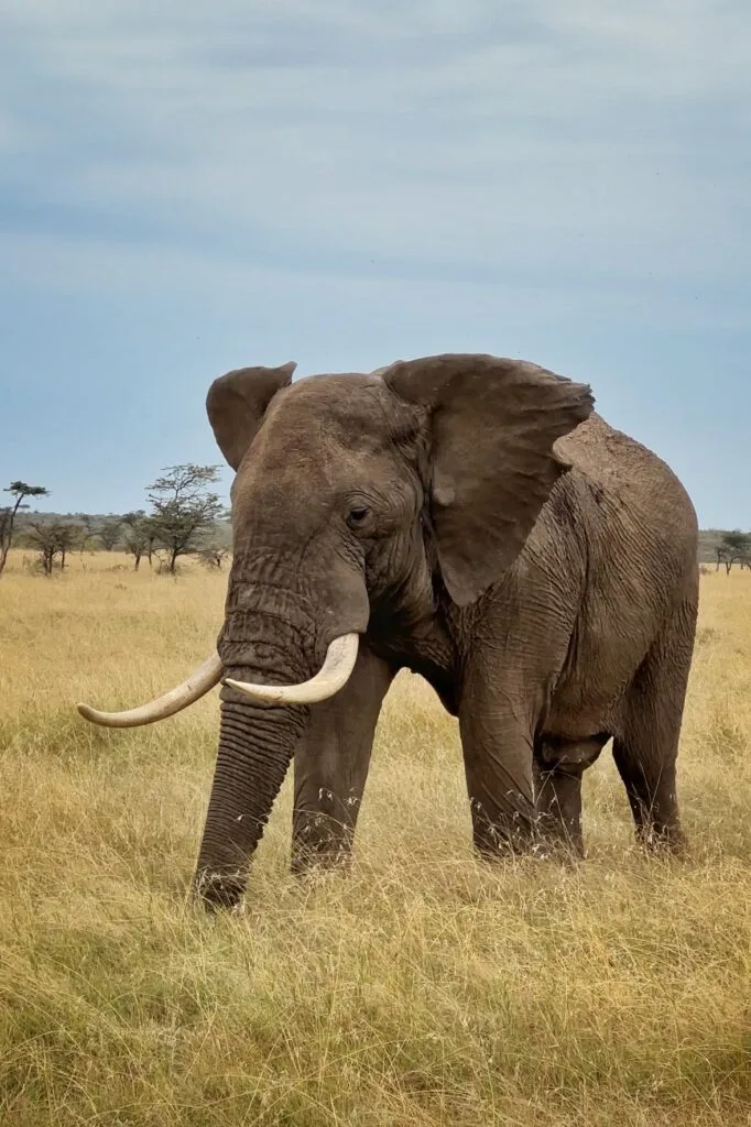 Elephant strolling at Maasai Mara. Photo by Pooja Amritkar