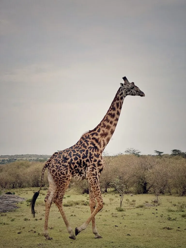 Giraffe at Maasai Mara. Photo by Pooja Amritkar