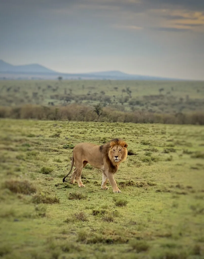 King of the Jungle at Maasai Mara.