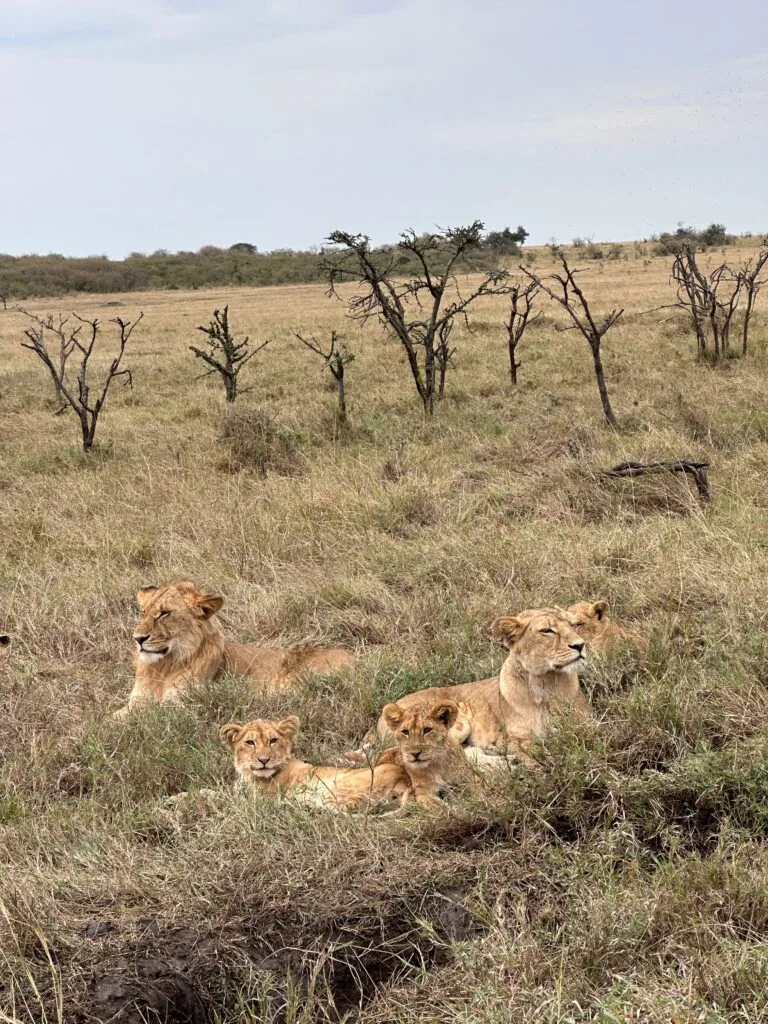 Pride of Lions taking a nap in the afternoon.