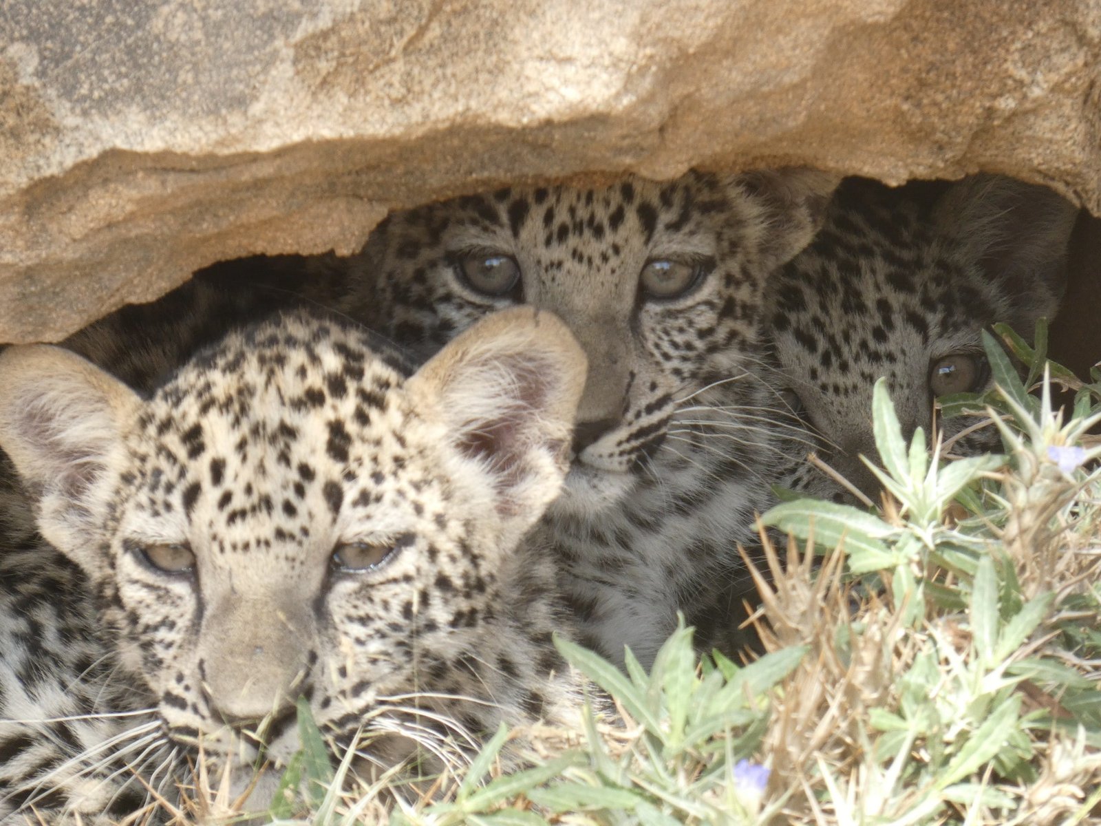 AlUla Advances Eco-Tourism with New Arabian Leopard Rewilding Centre