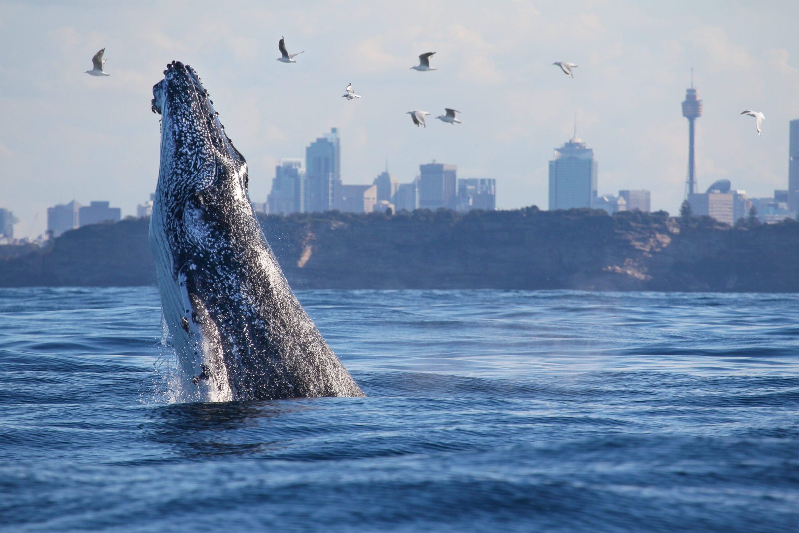 A Humpback whale head slap a good 100 times in a row just outside the harbour entrance with the skyline of Sydney in the background.