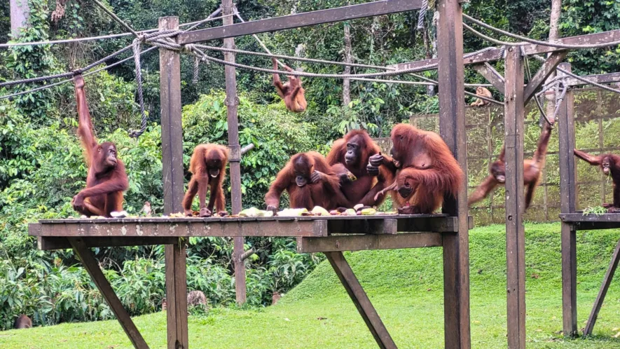 Malaysia Travel Bucket List: Orangutans at the Sepilok Rehabilitation Centre
