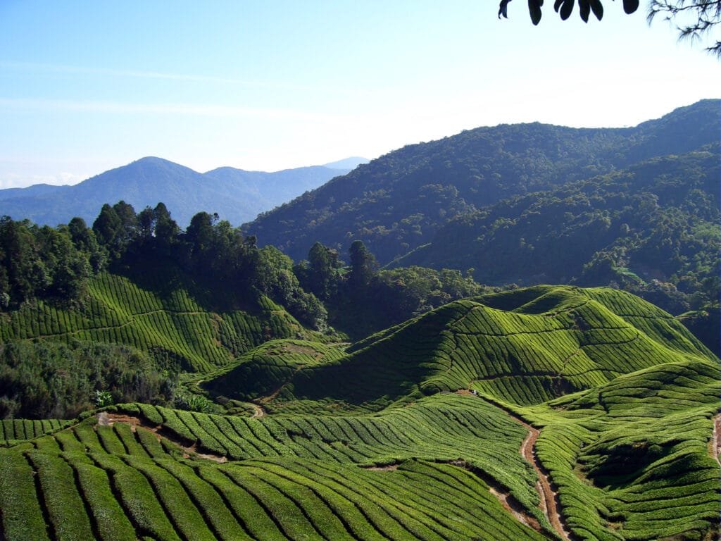 Malaysia Travel Bucket List: Cameron Highlands