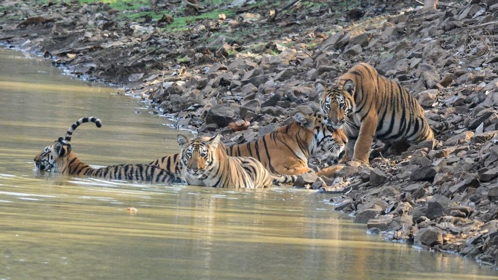 Tadoba Andhari Tiger Reserve in Chandrapur