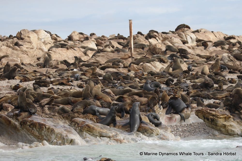 Cape Fur Seals - Marine Dynamics - Big 5 Tour - Gansbaai