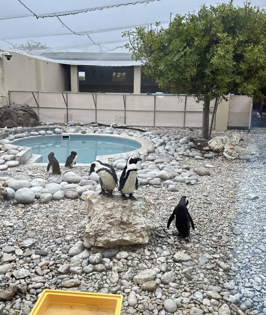 African Penguin & Seabird Sanctuary (APSS)
