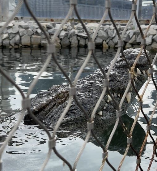 Crocodile diving at Afrikanos, Gansbaai
