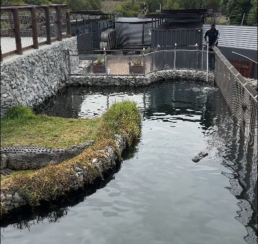 Crocodile diving at Afrikanos, Gansbaai