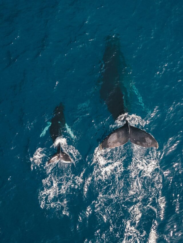 7 ENDANGERED ANIMALS YOU CAN SEE IN THE WILD (IF YOU KNOW WHERE TO LOOK)