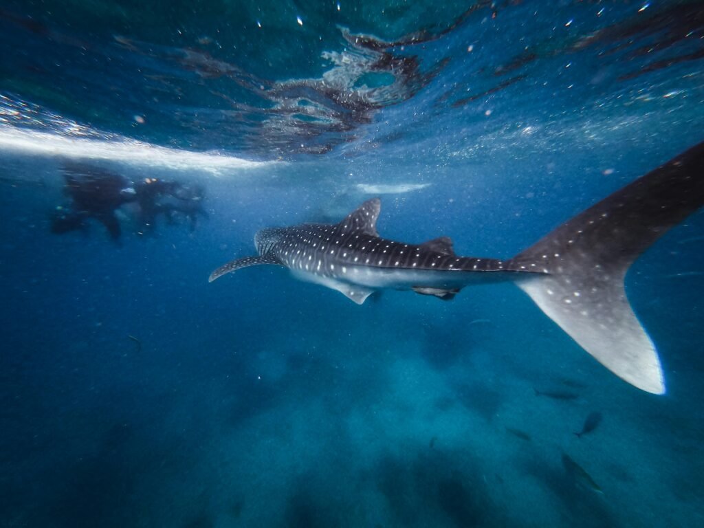 Swim with Whale Sharks in Oslob