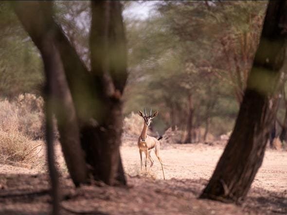 How AlUla Is Using EarthRanger Technology to Revolutionize Conservation and Sustainable Tourism
