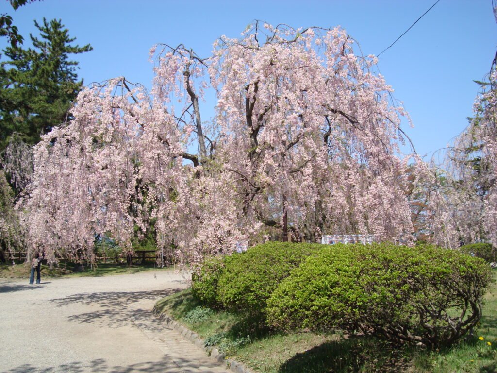 Cherry_Blossoms_in_Hirosaki_castle_park_-_panoramio