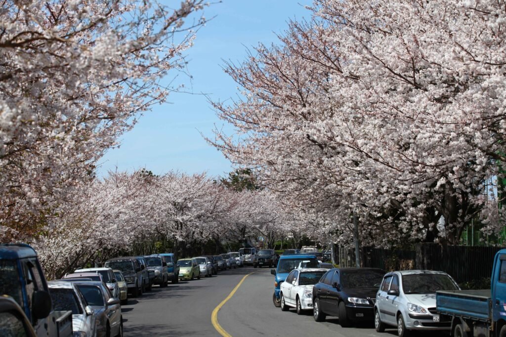 Jeju Cherry Blossom Festival Korea