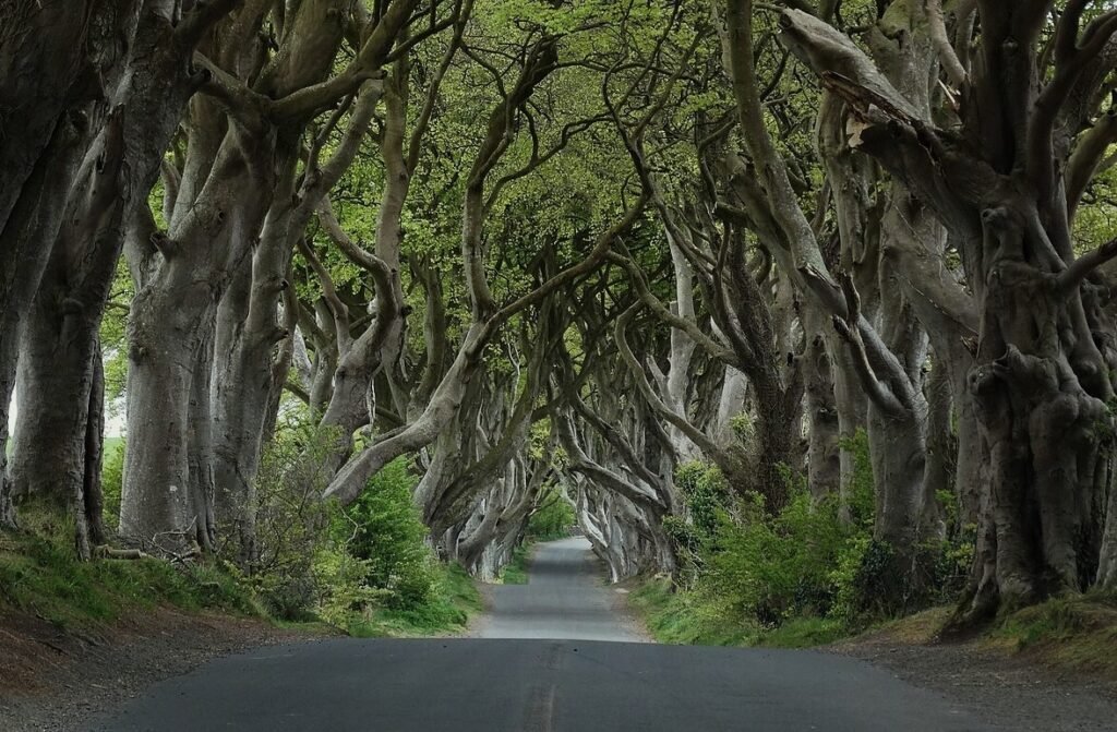 The King's Road (The Dark Hedges) - Game of Thrones