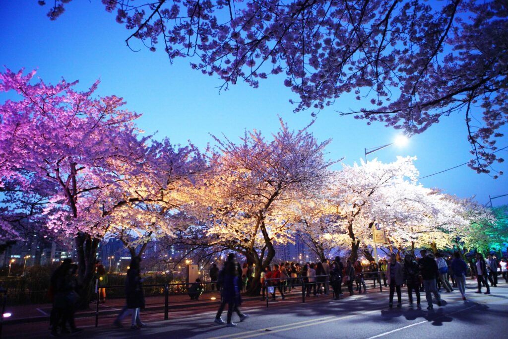 Yeouido Spring Flower Festival Korea