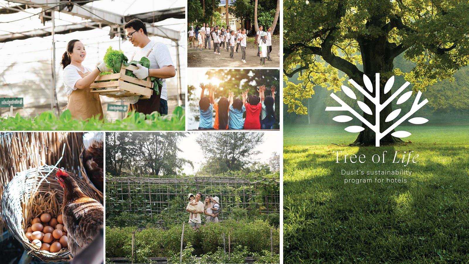 Tree of Life, Dusit’s group-wide sustainability programme, is dedicated to creating positive impact across all operations..