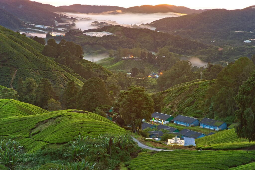 7 Best Coolcations in Asia to Escape the Summer Heat. Cameron Highlands, Malaysia. By Vincent Tan