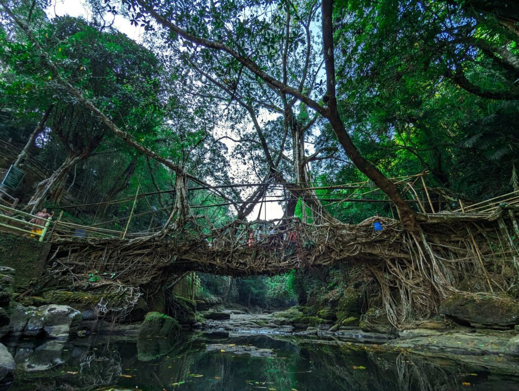 Best Monsoon Road Trips in India. Guwahati to Shillong — The Northeast Gem. Stunning living root bridge made by nature surrounded by dense forest in Riwai, Meghalaya, India.
