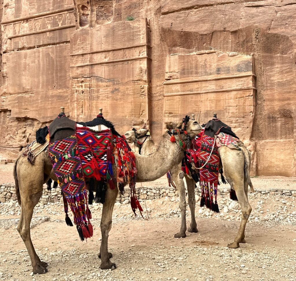 Camels in Petra, Jordan
