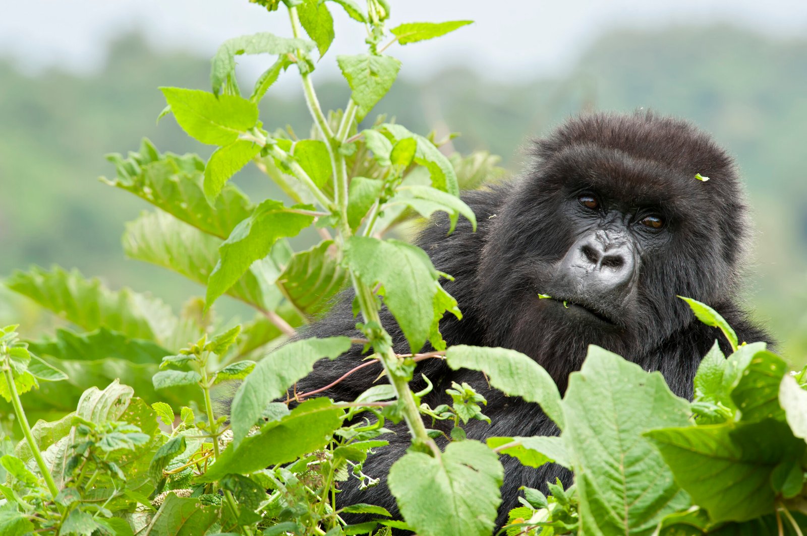 The Lux Collective Debuts in Rwanda with LUX* Lake Kivu and SALT of Akagera